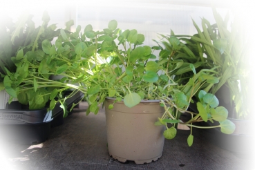 Preview: BioTopf Kräuter: Brunnenkresse im 12er Topf