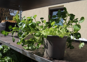 Preview: BioTopf Kräuter: Brunnenkresse im 12er Topf