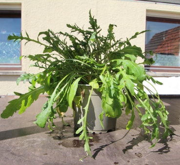 BioTopf Rucola im 12er Topf