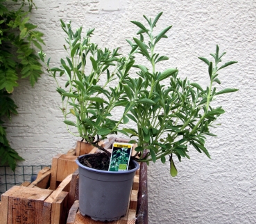 Bio Topf Kräuter: Stevia Pflanze Süßblatt im 12er Topf (Stevia rebaudiana)