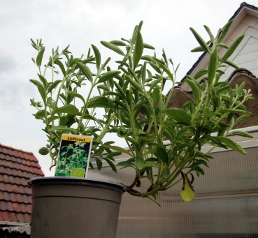 Bio Topf Kräuter: Stevia Pflanze Süßblatt im 12er Topf (Stevia rebaudiana)