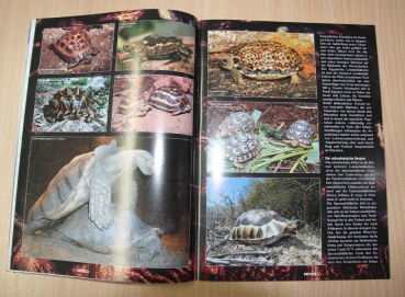 Reptilia 56  Afrikanische Landschildkröten