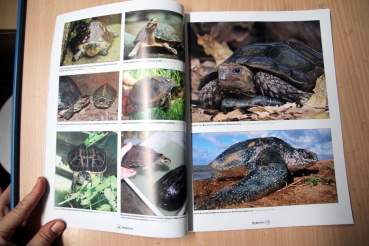 Marginata 45 - Die Schildkröten des Indischen Subkontinents