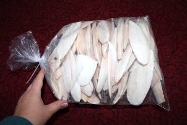1kg Sepiaschalen normale Größe (5-6" / 12-15cm) A-Qualität