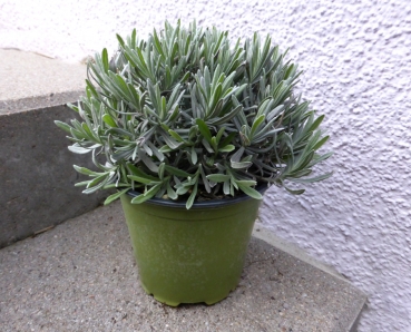 Lavendel Pflanze im Topf für das Freiland