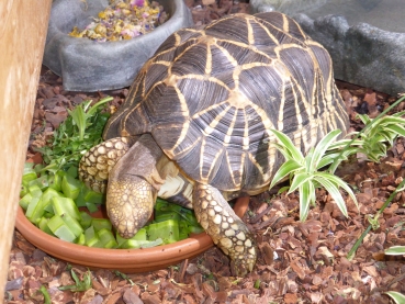 Opuntien (Opuntia) Kaktus Futterblatt für Schildkröten ca. 1kg