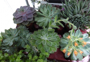 Grosse Sukkulente - Brutblatt, Aloe Pflanze