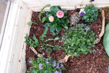 Große Gänseblümchen "Bellis" Tausendschön Versteck & Futterpflanze
