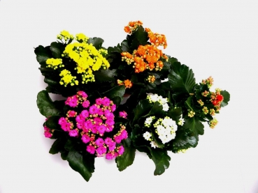 "Flammendes Käthchen" - Kalanchoe im 12er Topf