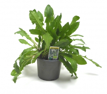 BioTopf Kräuter: Löwenzahn im 12cm Topf