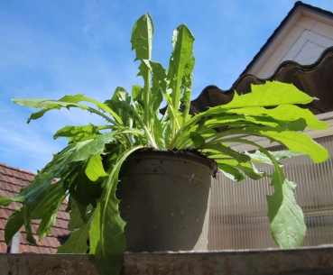 BioTopf Kräuter: Löwenzahn im 12cm Topf