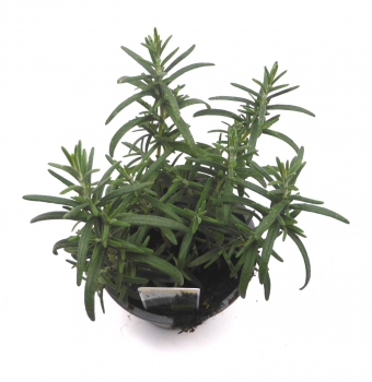 BioTopf Kräuter: Rosmarin im 12er Topf