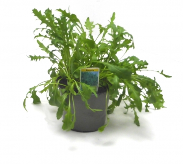 BioTopf Kräuter: Rucola im 12er Topf
