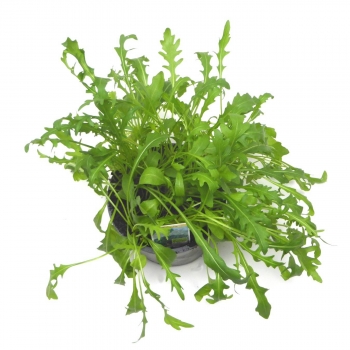 BioTopf Kräuter: Rucola im 12er Topf