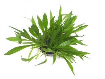 BioTopf Kräuter: Spitzwegerich im 12er Topf