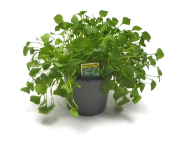 BioTopf Kräuter: Winterpostelein - Portulak im 12er Topf