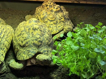 BioTopf Kräuter: Winterpostelein - Portulak im 12er Topf