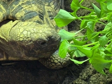 BioTopf Kräuter: Winterpostelein - Portulak im 12er Topf