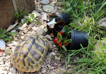 Sommerblumen Eisbegonien - Futterblumen für Reptilien