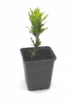 Gartenhibiskus kleine Jungpflanze (Hibiscus syriacus Marina)