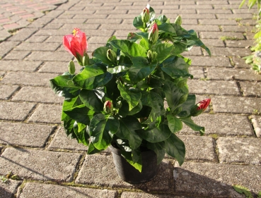 Mediteraner Hibiskus im Topf XL für Indoor - im Sommer auch draußen!