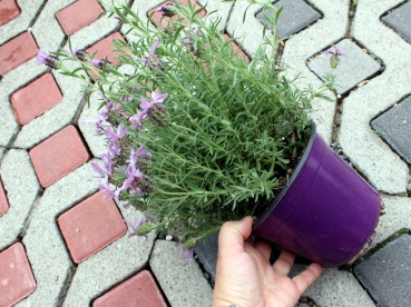 Edellavendel Arten & Schopflavendel (Lavandula stoechas)