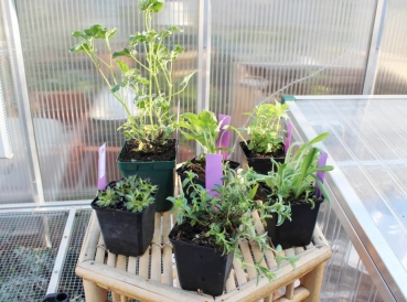 Freilandgehege Versteck & Futterpflanzen 6-er Set - mehrjährig