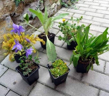 Preview: Freilandgehege Versteck & Futterpflanzen 6-er Set - mehrjährig