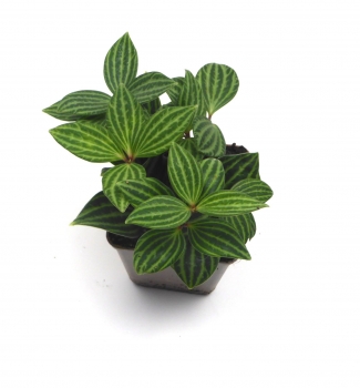 Peperomia "Peppi" Pflanze für Reptilien & Schildkröten Terrarien