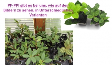 Peperomia "Peppi" Pflanze für Reptilien & Schildkröten Terrarien