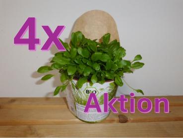 PetSnack - Löwenzahn Futterpflanze (4 Stück - Aktion)