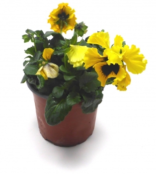Stiefmütterchen 12cm-Topf