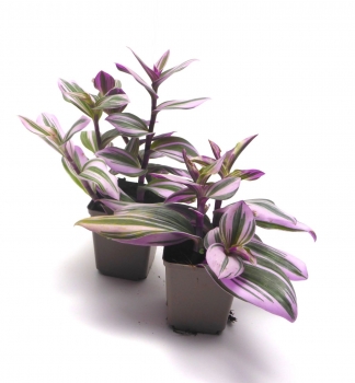 Dreimaster Nanouk Futterpflanze für Reptilien 9cm Topf