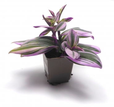 Dreimaster Nanouk Futterpflanze für Reptilien 9cm Topf