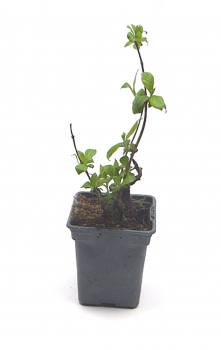 Weigela verschiedene Farben im 9er Topf