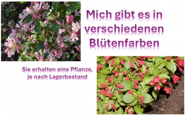 Weigela verschiedene Farben im 9er Topf