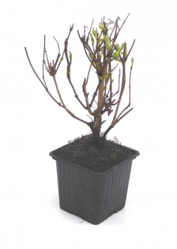 Weigela verschiedene Farben im 9er Topf