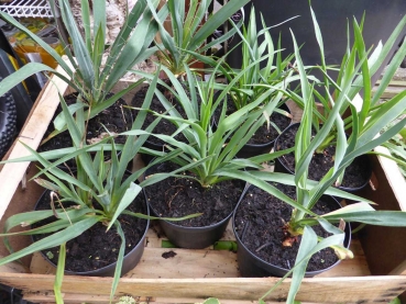 Staudenpflanze Fädrige Palmlilie Yucca