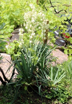 Staudenpflanze Fädrige Palmlilie Yucca