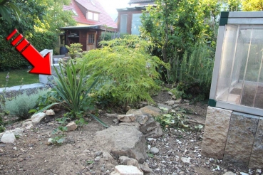 Staudenpflanze Fädrige Palmlilie Yucca