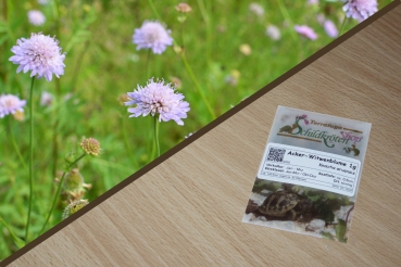 Acker-Witwenblume 1g (Knautia arvensis s.str)