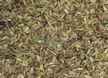 Acker-Witwenblume 1g (Knautia arvensis s.str)