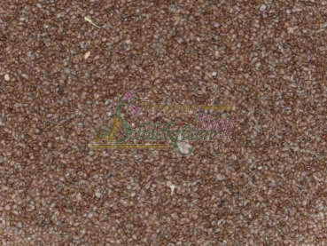 Echtes Barbarakraut 1g (Barbara vulgaris s.str)