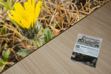 Gewöhnliches Bitterkraut 1g (Picris hieracioides)