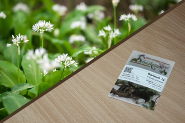Bärlauch 1g (Allium ursinum)