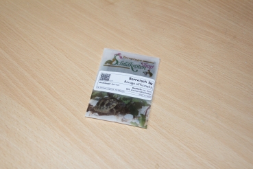 Preview: Borretsch 5g   (Borago officinalis)