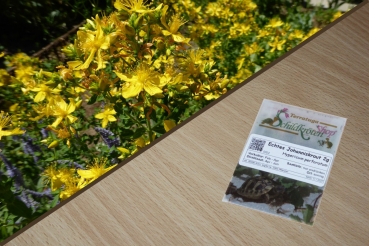 Echtes Johanniskraut 2g  (Hypericum perforatum)