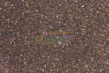 Echtes Johanniskraut 2g  (Hypericum perforatum)