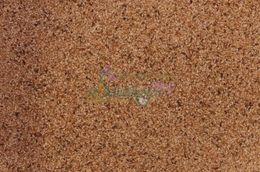 Gewöhnlicher Blutweiderich 2g  (Lythrum salicaria)