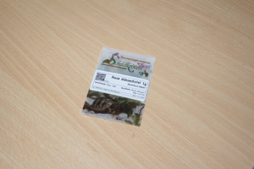 Raue Gänsedistel 1g  (Sonchus asper)